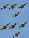 تعداد نمايش: 506 بار